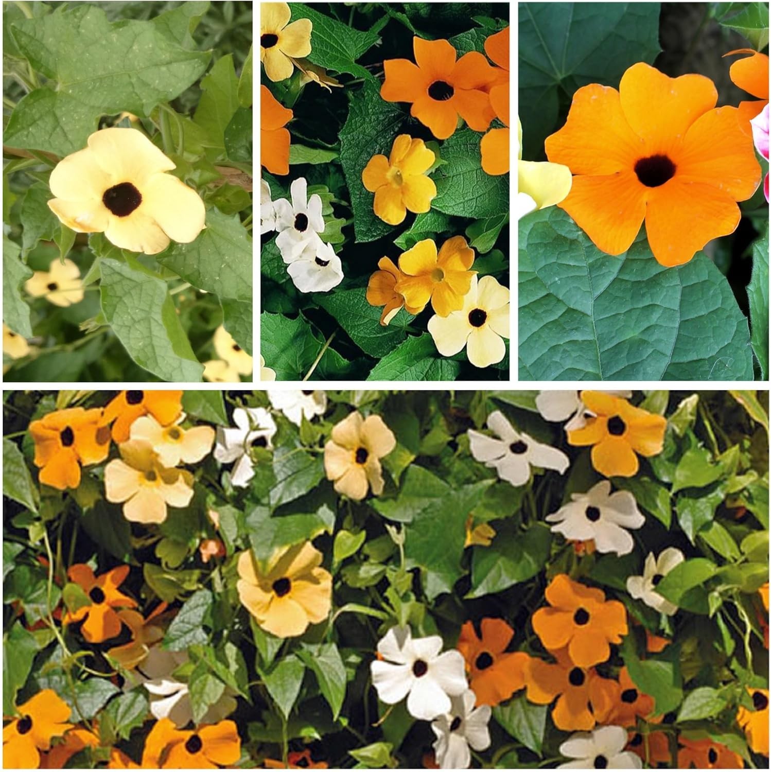 Black-Eyed Susan Vine Seeds – 100 Heirloom Seeds for Planting Thunbergia alat…