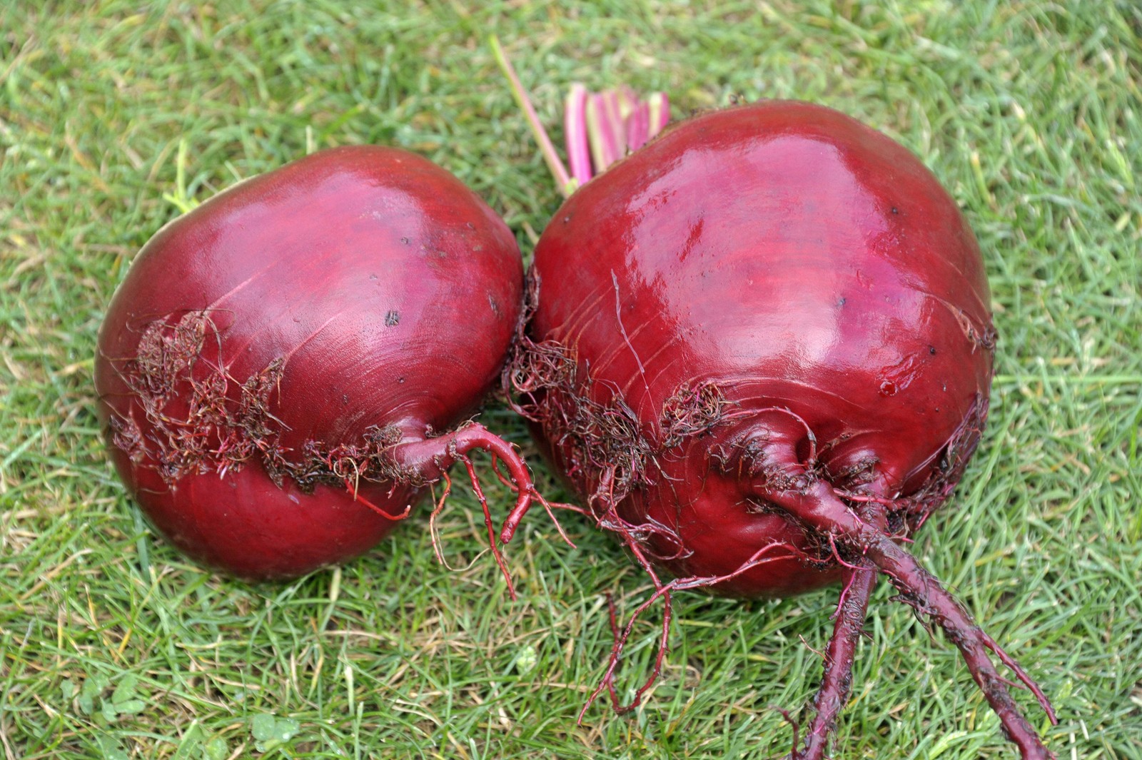 250 PIATTA D’EGITTO BEET Italian Heirloom Beta Vulgaris Cicla Vegetable Seeds
