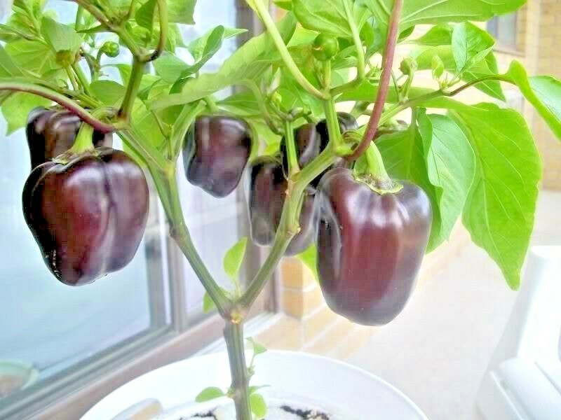 100+PURPLE Beauty Sweet BELL PEPPER Seed Organic Vegetable Garden Container Easy