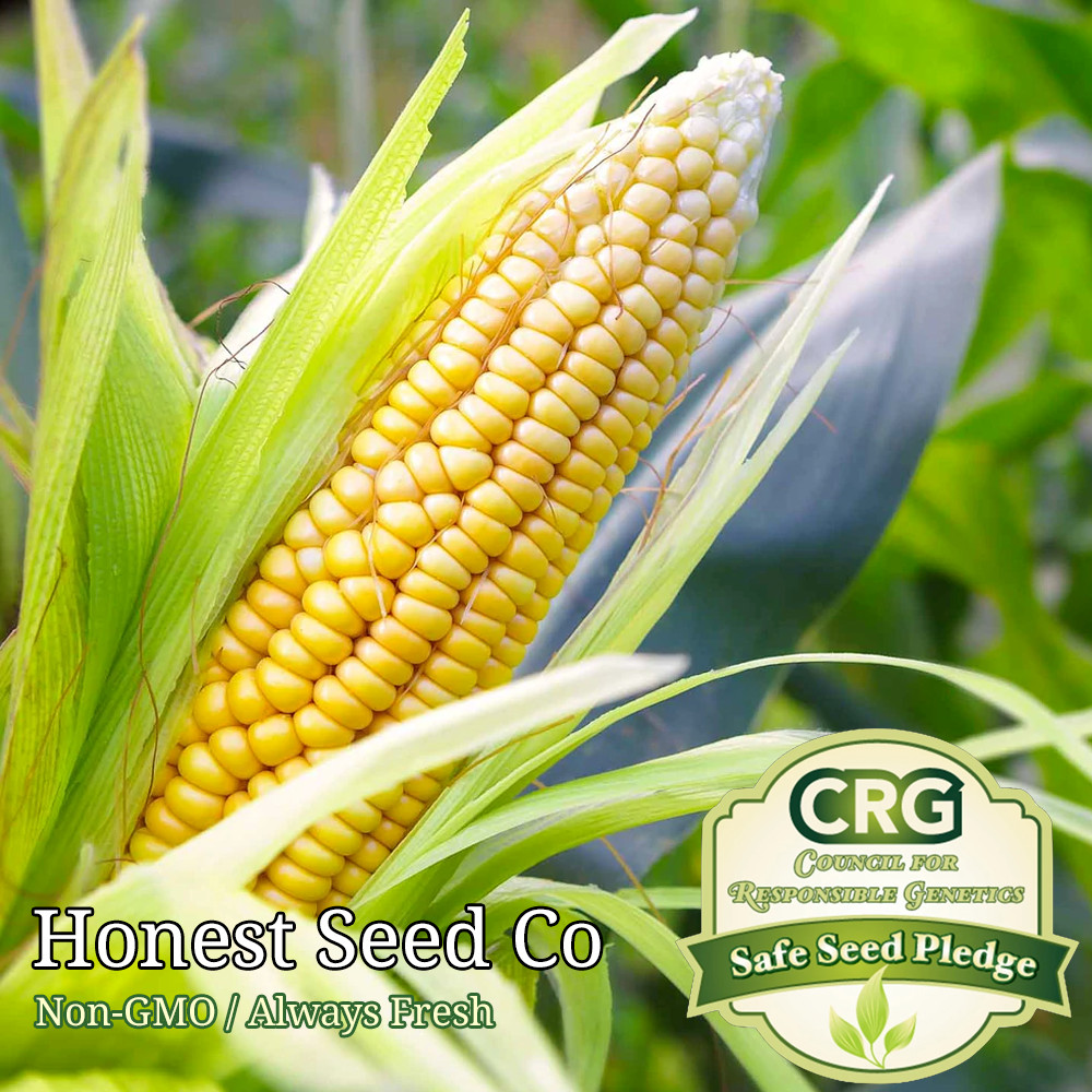 1200+ Truckers Favorite Corn Seeds | NON-GMO Corn Seeds