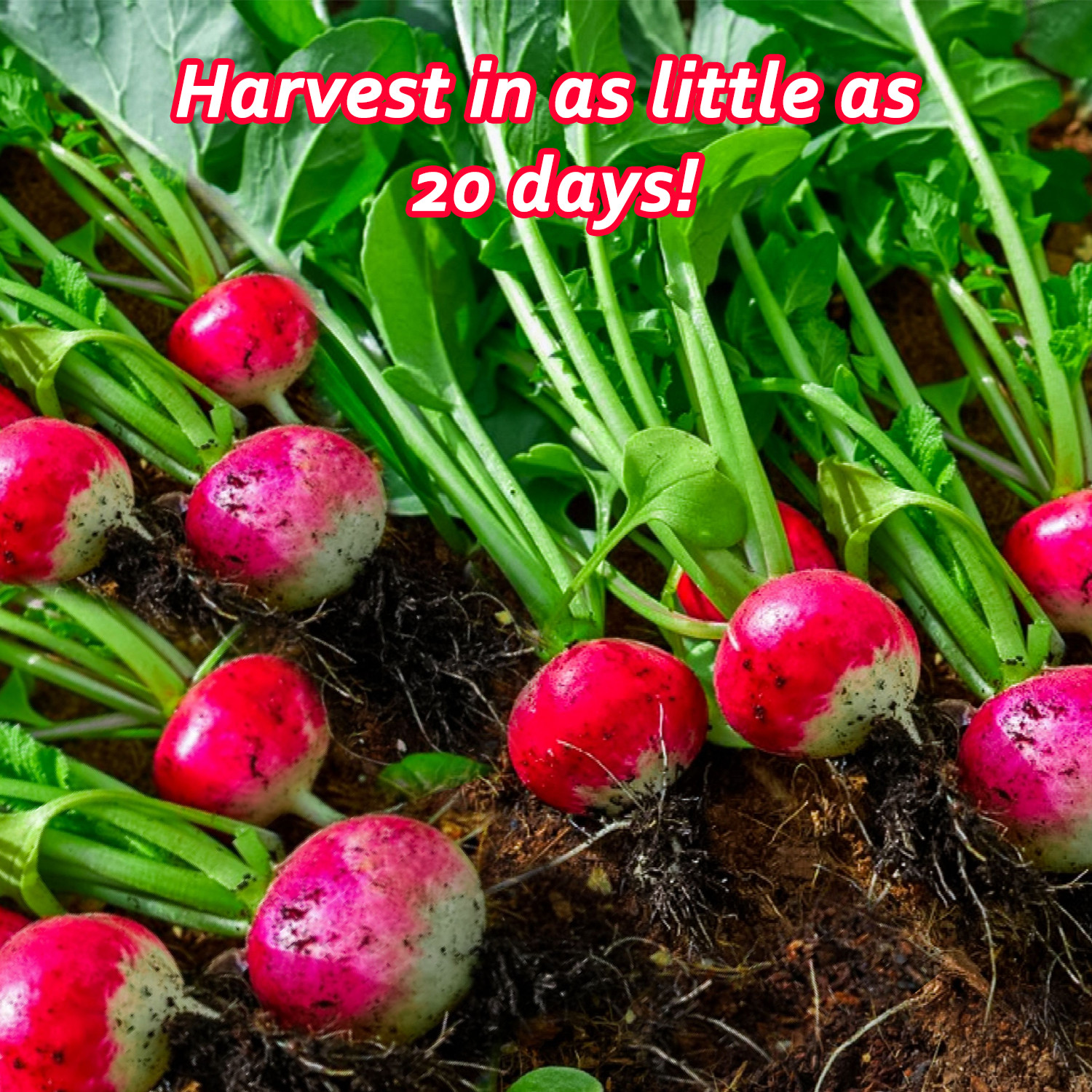 Champion Radish Seeds | Non-GMO, Heirloom | Fresh Garden Seeds