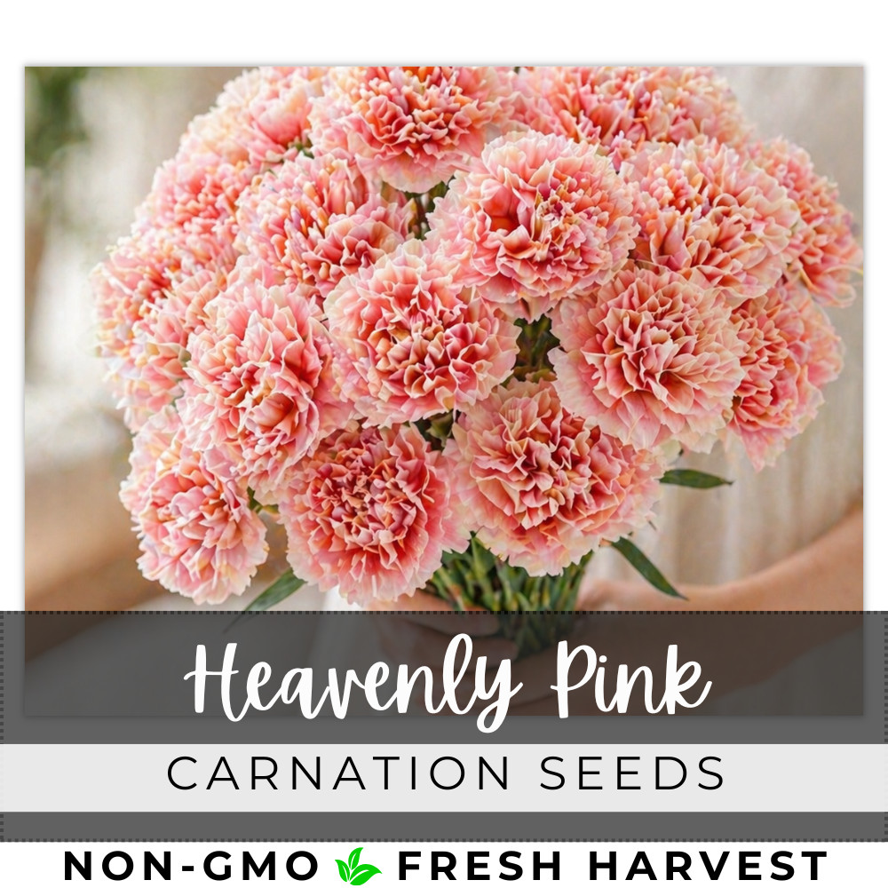 Heavenly Pink Carnation Seeds 125+ Seeds Dianthus Flower, Flower Seeds, Annual