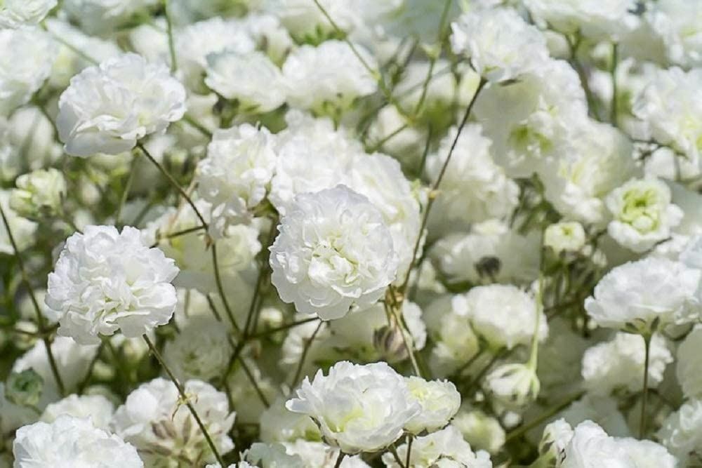 Baby’s Breath Flower Seeds, “COOL BEANS N SPROUTS” Brand. Home Gardening.