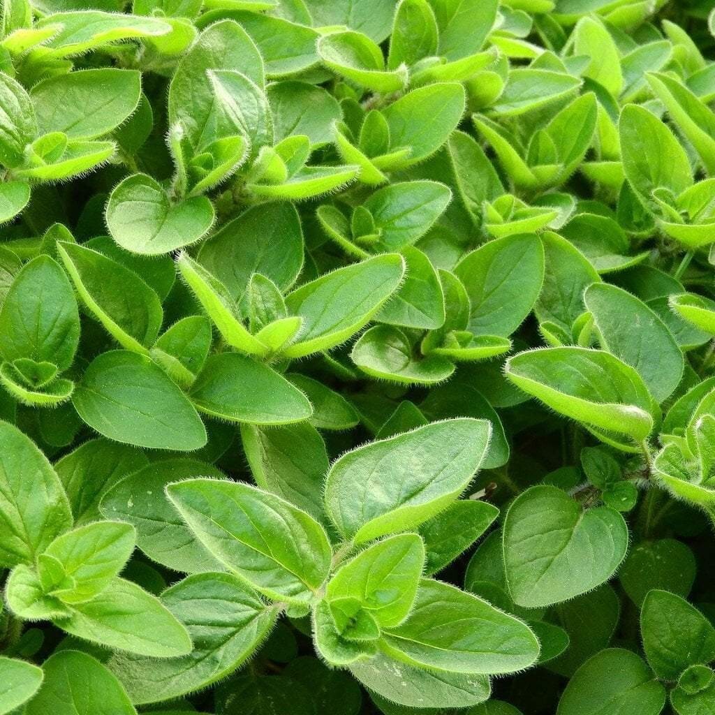 100 FRESH SWEET MARJORAM SEEDS For Home Garden Pots Herb Seed