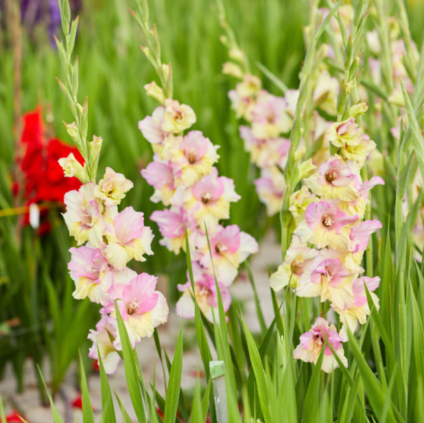 Pack of 5 Gladiolus ‘Mon Amour’ Size 12/14cm Corms Bulbs, Pink Ivory Pale-Yellow