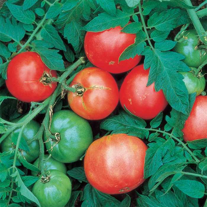 Arkansas Traveler tomato seeds non-gmo heirloom open pollinated