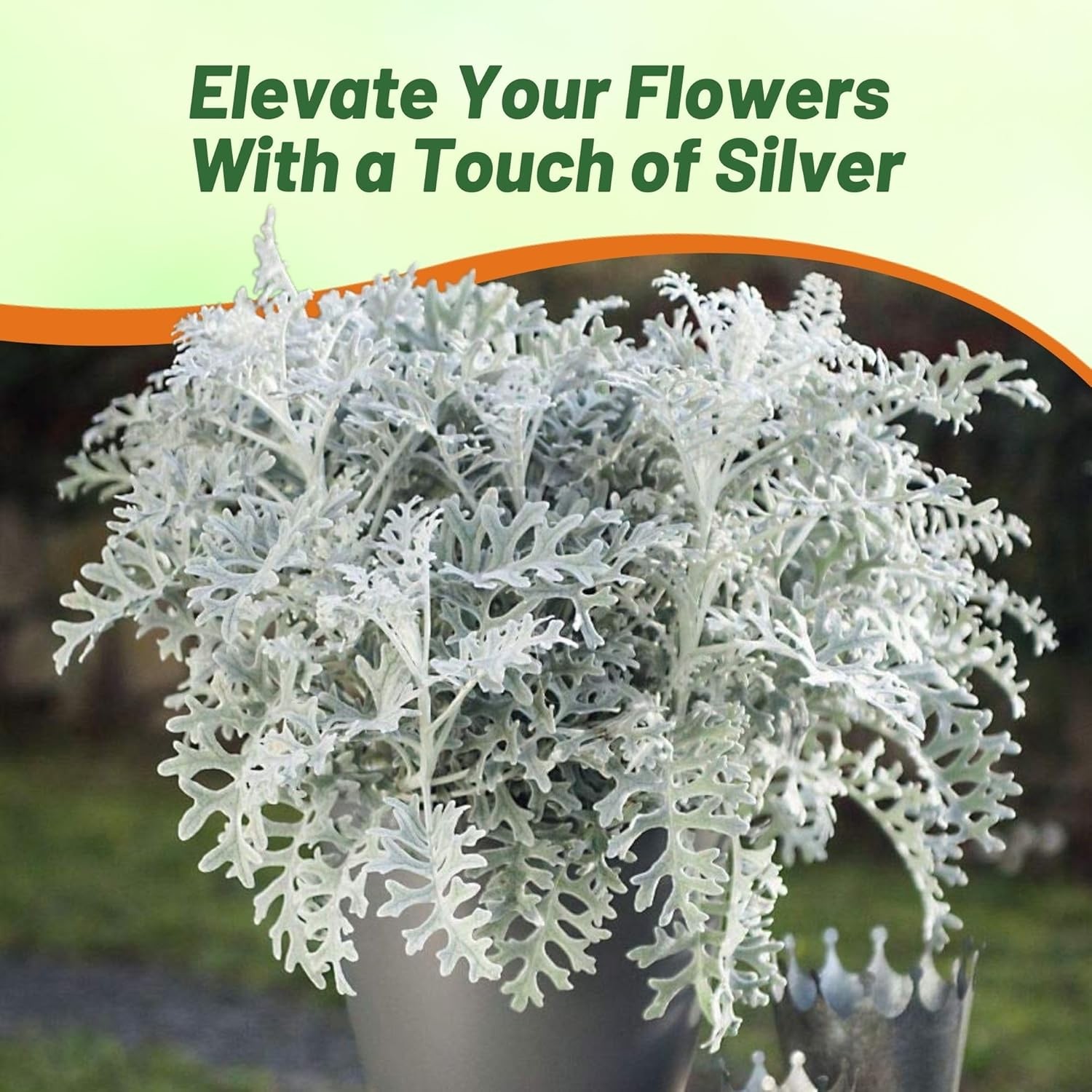 10000 Seeds Dusty Miller Seeds – Cineraria Maritima Silverdust Flower Seeds