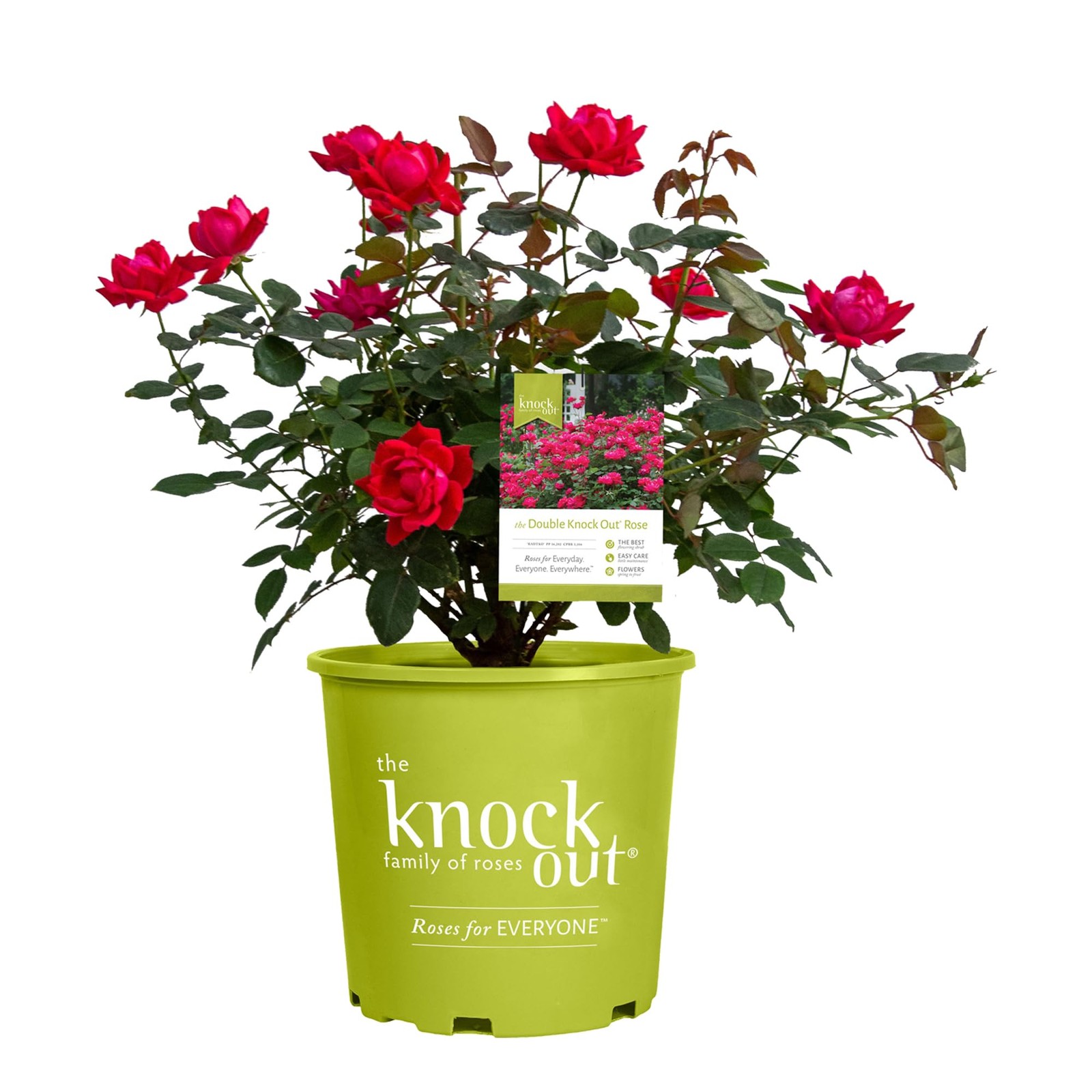 Double Knock Out Rose 1 Gallon Cherry Red 3-4′ H x 3-4′ W – Full Sun to Part