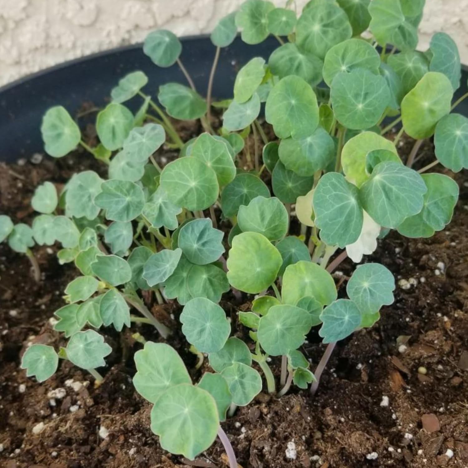 Nasturtium Seeds – Attract Pollinators with Edible Jewel Blend & Double Gleam