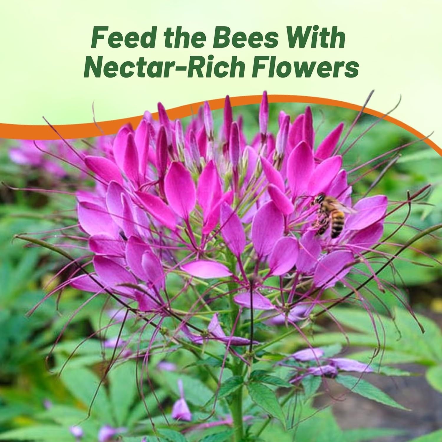 2000 Seeds Spider Flower Drought Tolerant Cleome Violet Queen Garden Flower Seed