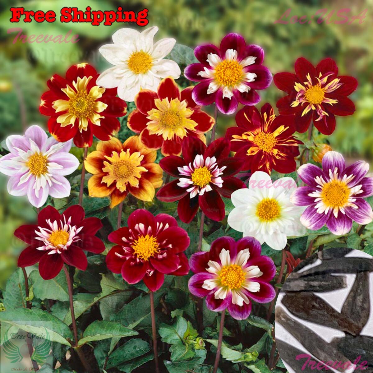 Dahlia Seeds – Dahlia Variabilis Dandy Mix Seeds | Flower Seeds