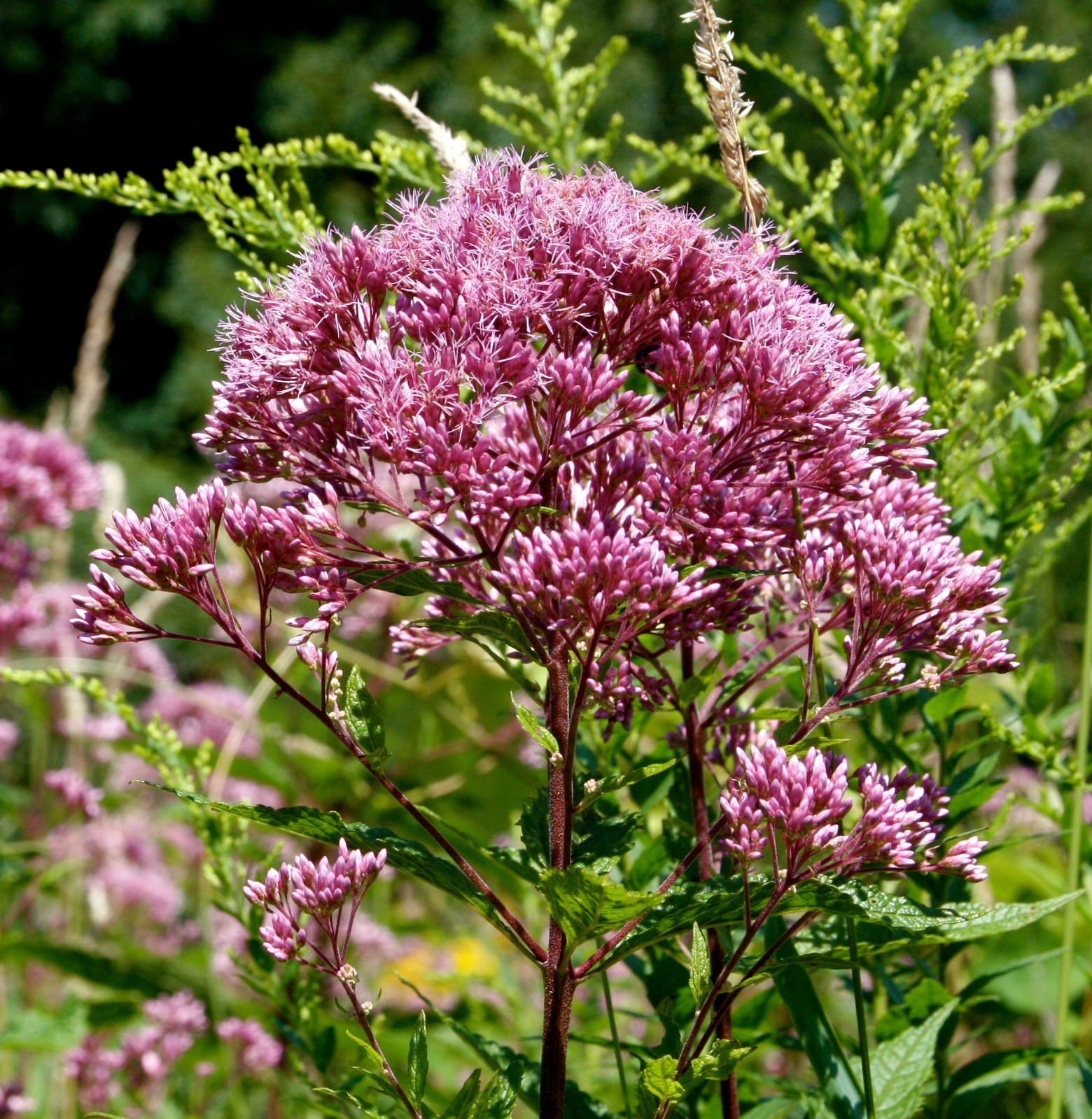 200+SWEET JOE PYE WEED Flower Seeds Fragrant Native Wildflower Pollinators Easy