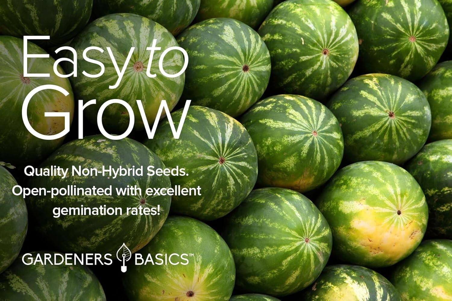 Delicious Melon Seed Mix – Cantaloupe, Watermelon, Honeydew