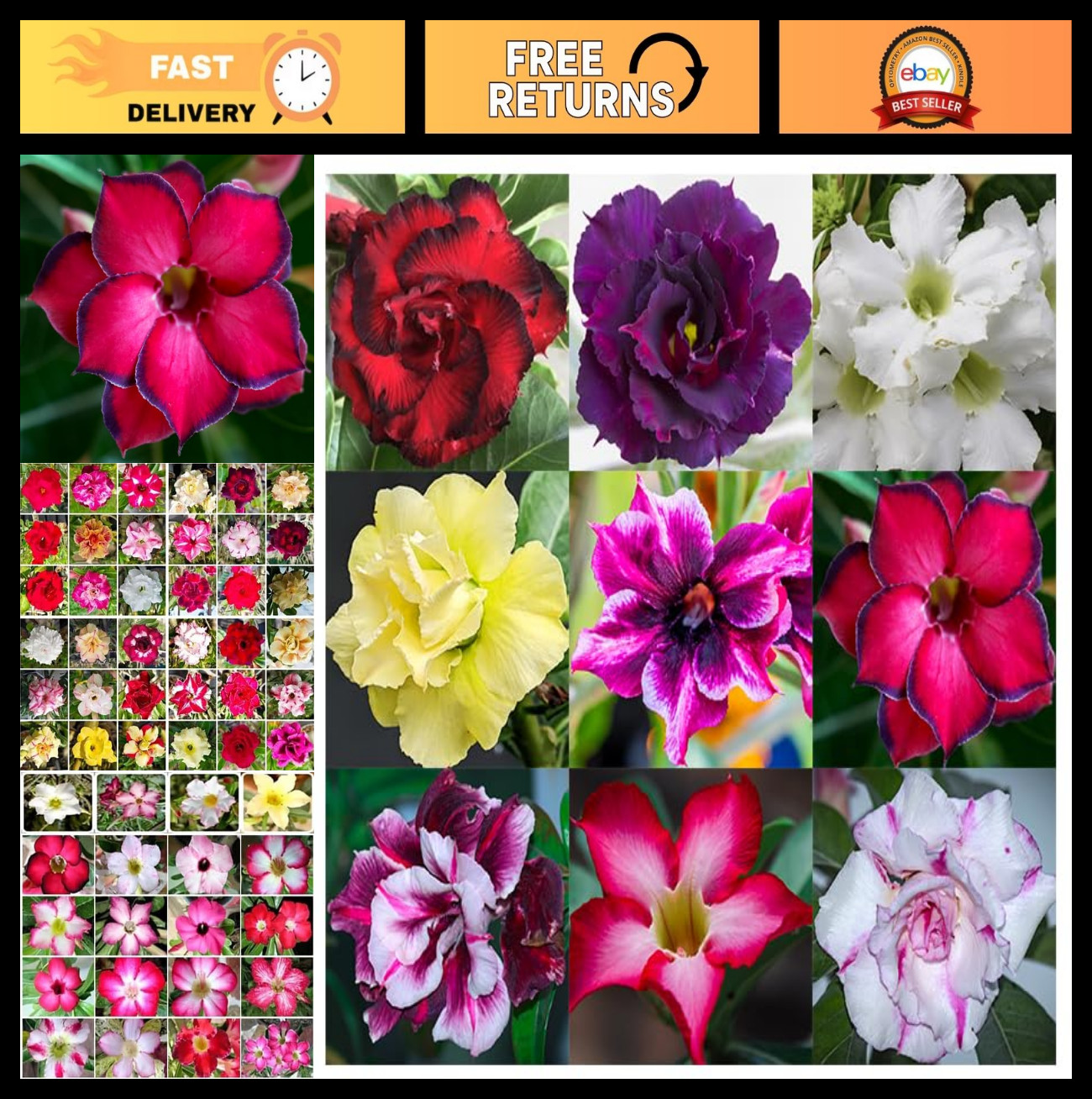 100 Mixed Color Desert Rose Seeds – Adenium Obesum, Exotic Succulent, Non-GMO