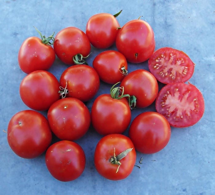 Early Annie, Tomato