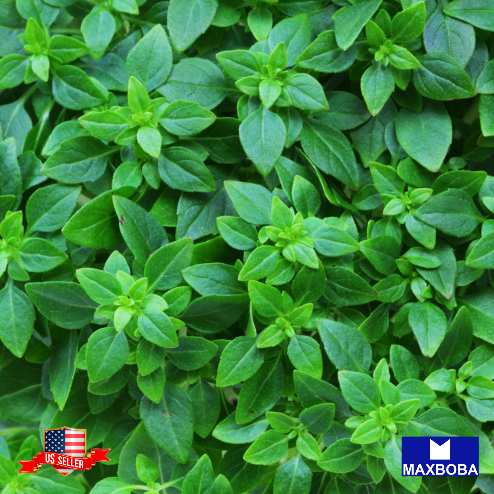 Marjoram Sweet Seeds Non-GMO Heirloom