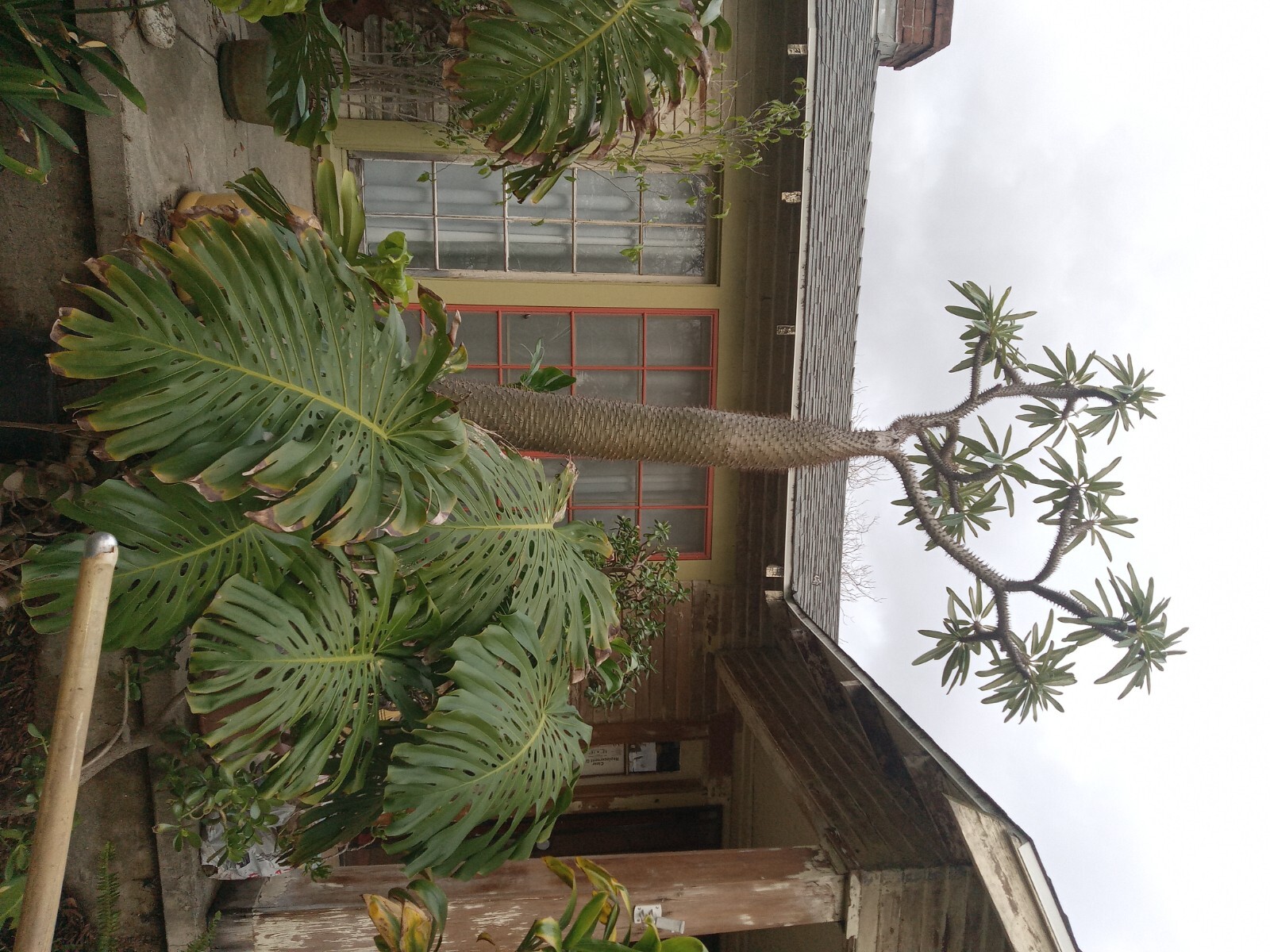 RARE (Pachypodium geayi) MADAGASCAR PALM TREE 12 feet tall