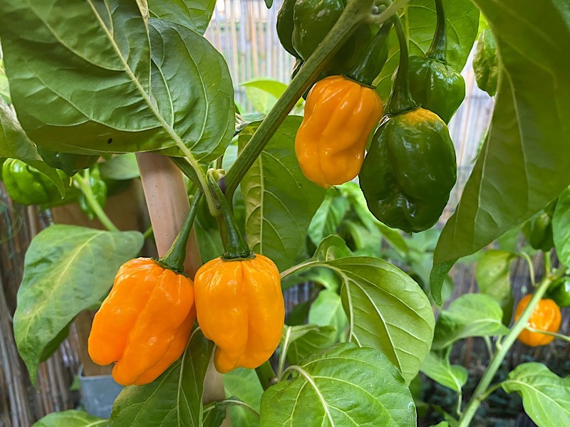 20 Newly Harvested Super-Hot Fresh Yellow MOA Scotch Bonnet Pepper Seeds-B 58