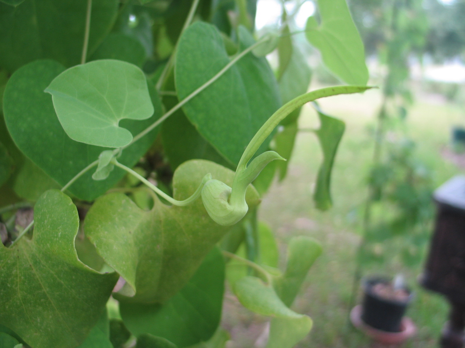 Aristolochia pohliana 5 seeds