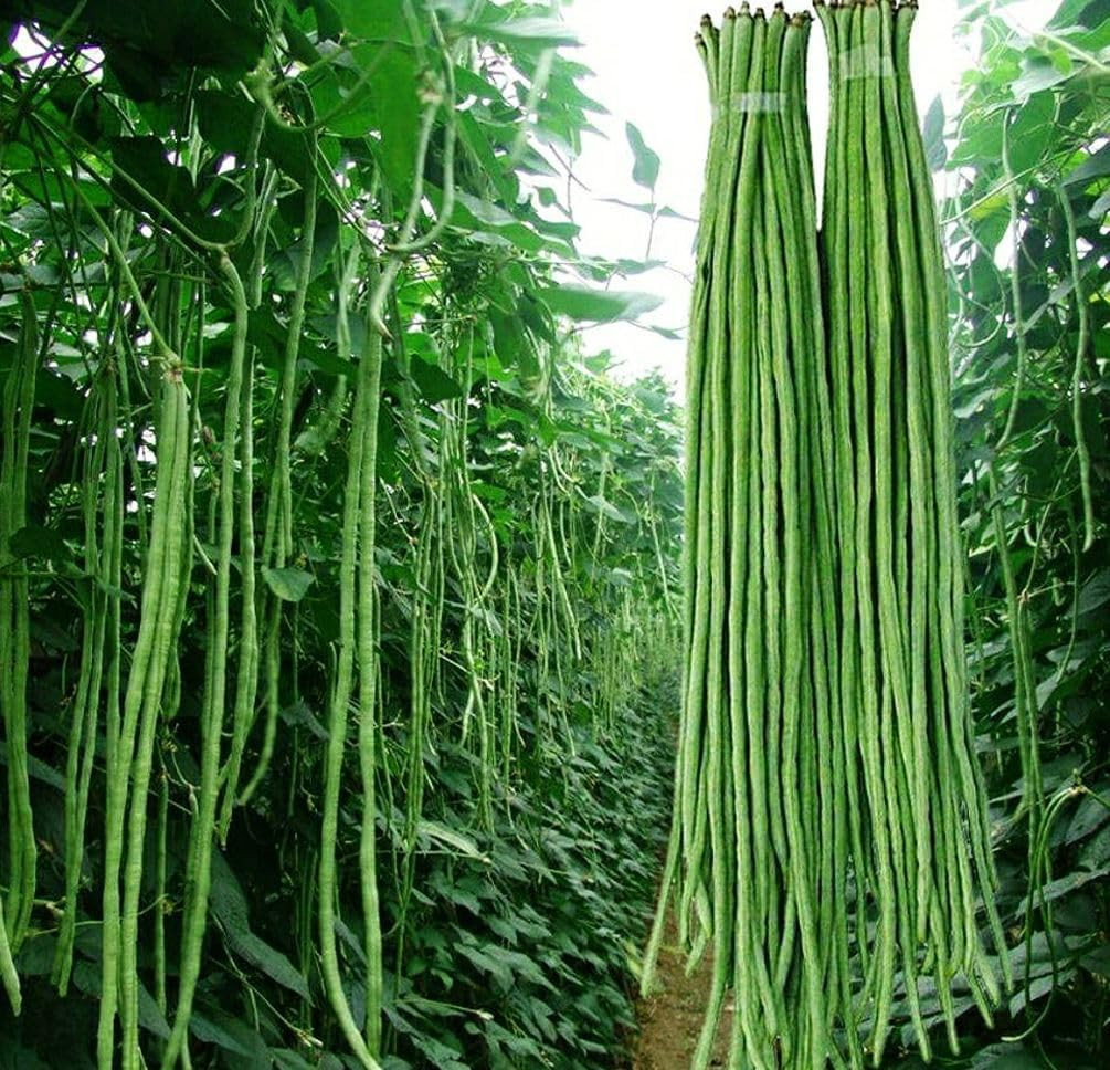 30+ Seeds Snake Yard Long Asparagus Pole Bean Seeds for Planting Red and Green N