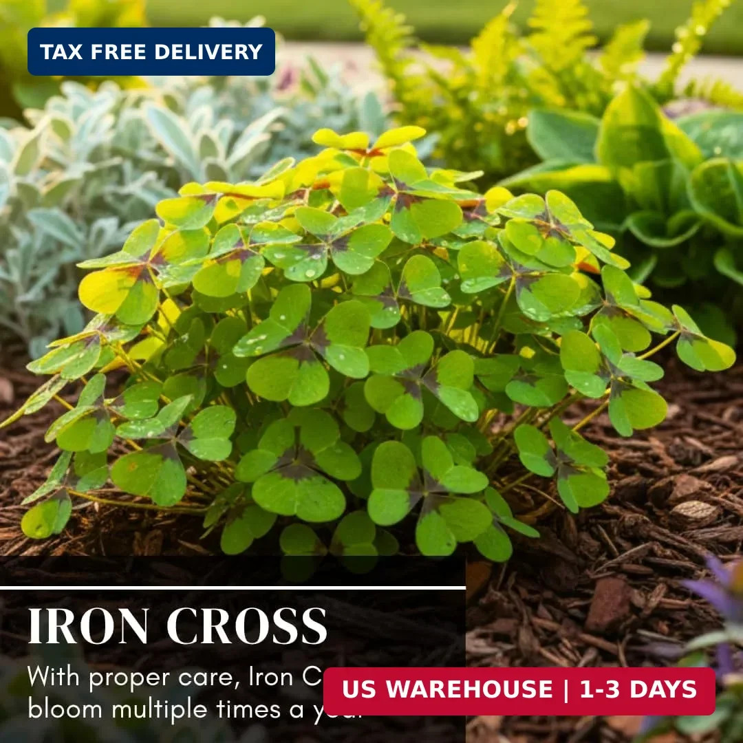 Iron Cross Shamrock Bulbs for Planting – Fast Growing Year Round Color Indoors o