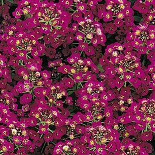 Alyssum Easter Bonnet Violet Flower Annual By Seed Kingdom 100 Seeds