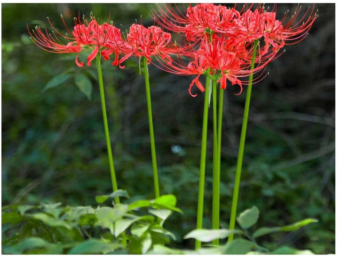 Lycoris Red spider Lily 6 Pk of Bulbs