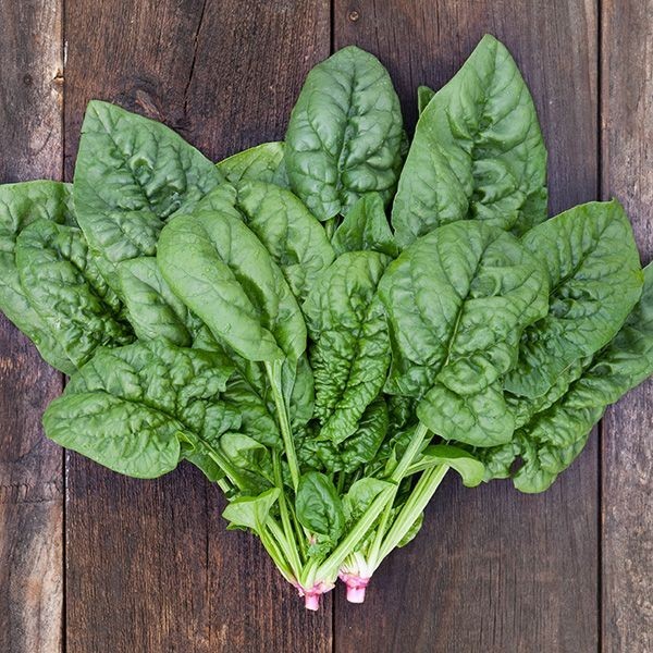 Bloomsdale Long Standing Spinach SEEDS Non GMO Heirloom Variety