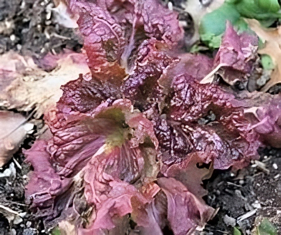 Lettuce Ruby Great Heirloom Vegetable By Seed Kingdom BULK 50,000 Seeds