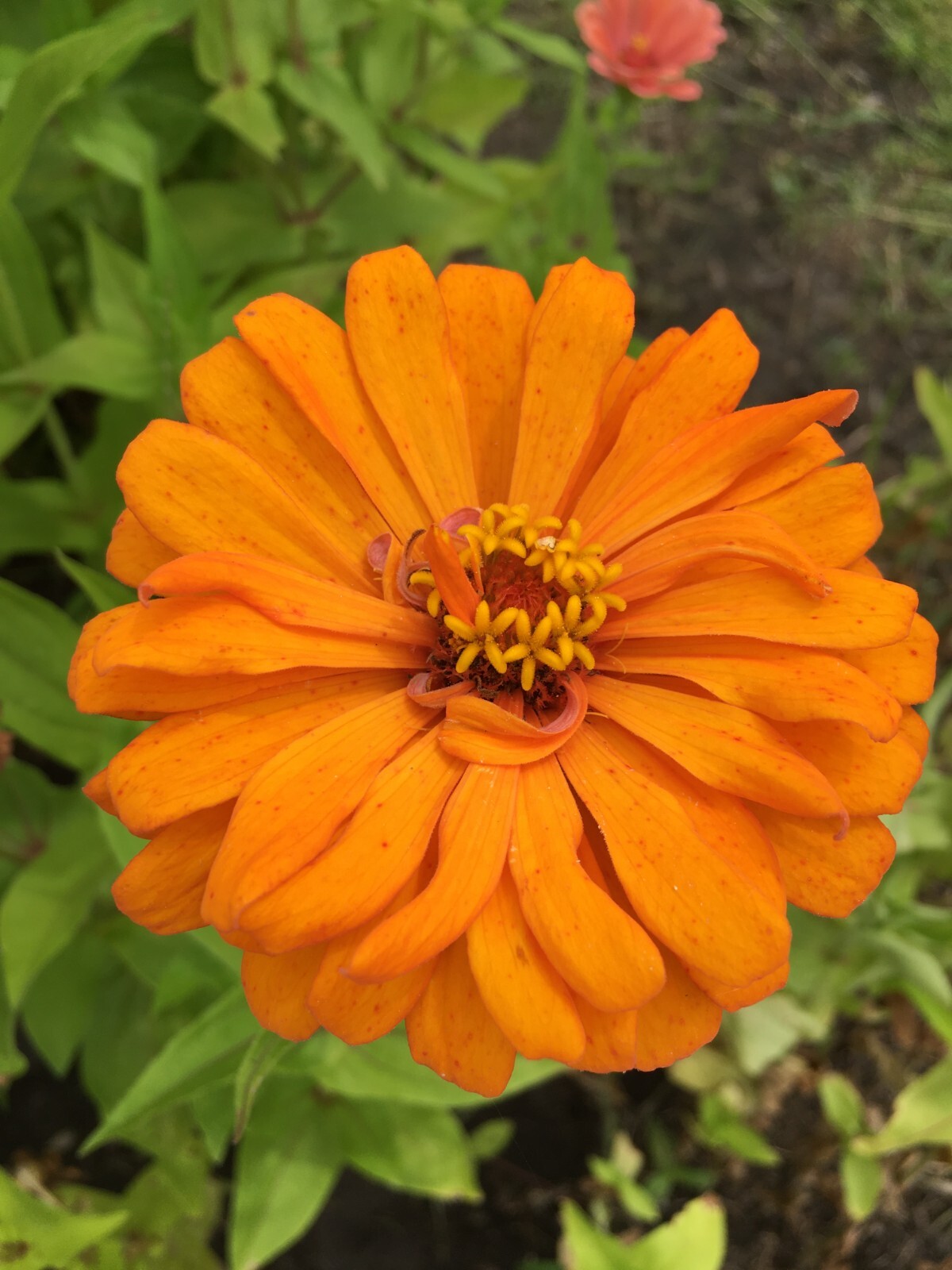 ZINNIA – 50 Fresh Seeds – Mixed Colors – GORGEOUS Blooms!! FREE Shipping