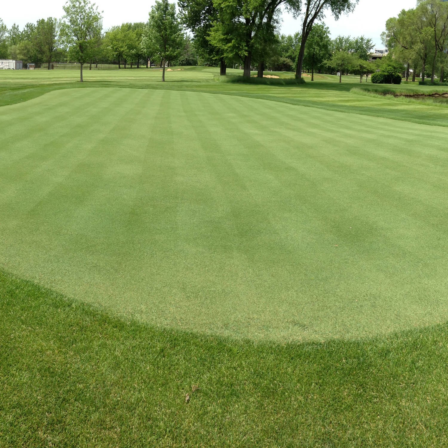 5 LBS V8 Creeping Bent Grass Seed For Golf Courses & Putting Greens