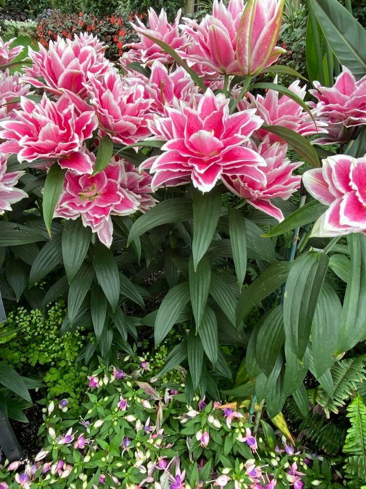 1 ROSELILY SAMANTHA Lily Flower Bulb * SHOWY DARK PINK & WHITE 6″ DOUBLE BLOOMS