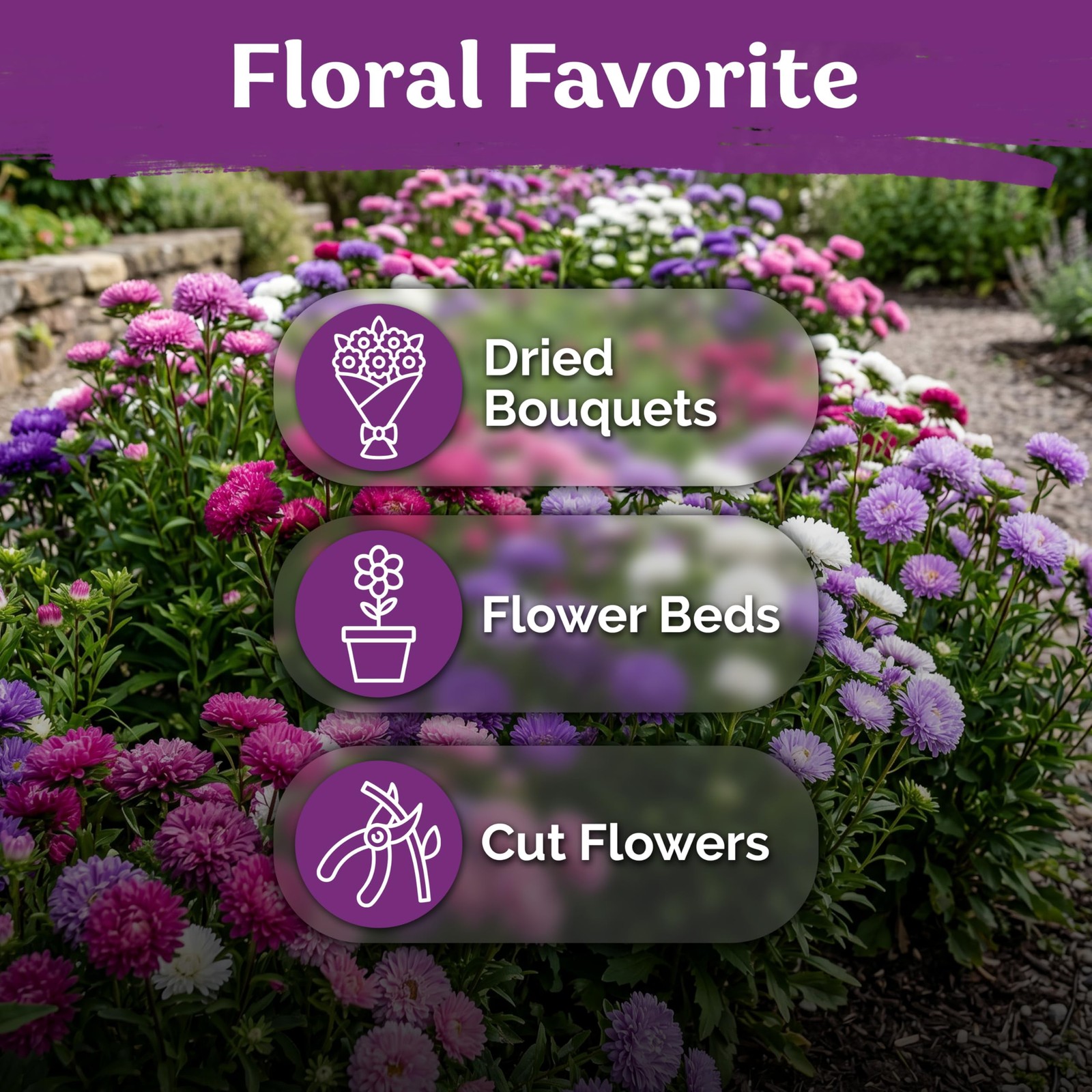 KVITER 750 Mix Powder Puff China Aster Seeds (Callistephus Chinensis)