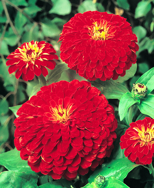 Red Zinnia Seeds, Cherry Queen, Heirloom Zinnia Seeds, Non-Gmo Flower Seed, 75ct