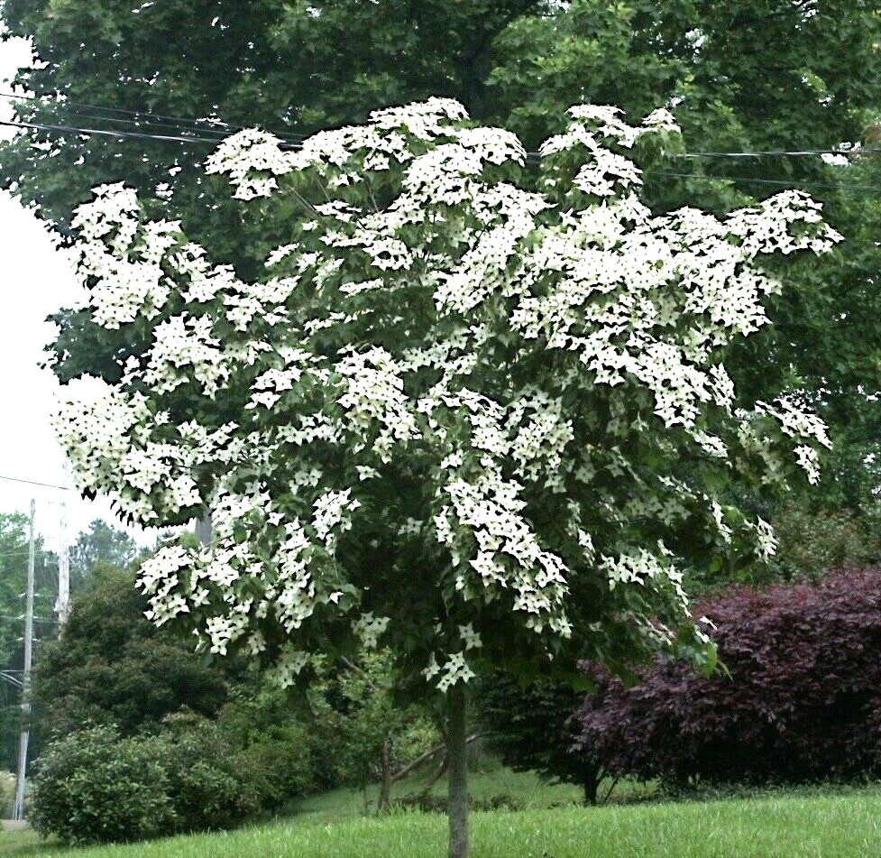 KOUSA DOGWOOD TREE SEEDS Chinese Milky Way Hardy-5 White Flower Red Fruit Plant