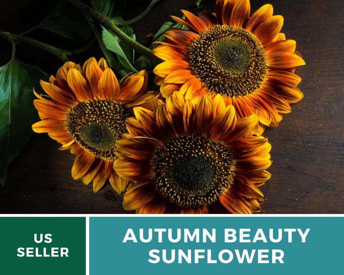 Sunflower, Autumn Beauty – 25 Seeds – Fall Colors – Medicinal/Culinary – NonGMO
