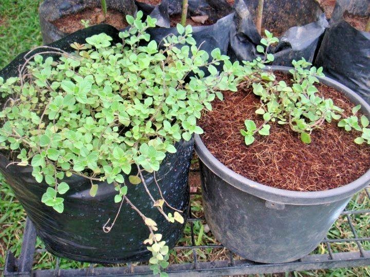 300+TRUE GREEK OREGANO Herb Seeds Organic Garden Container Perennial Heat Cold