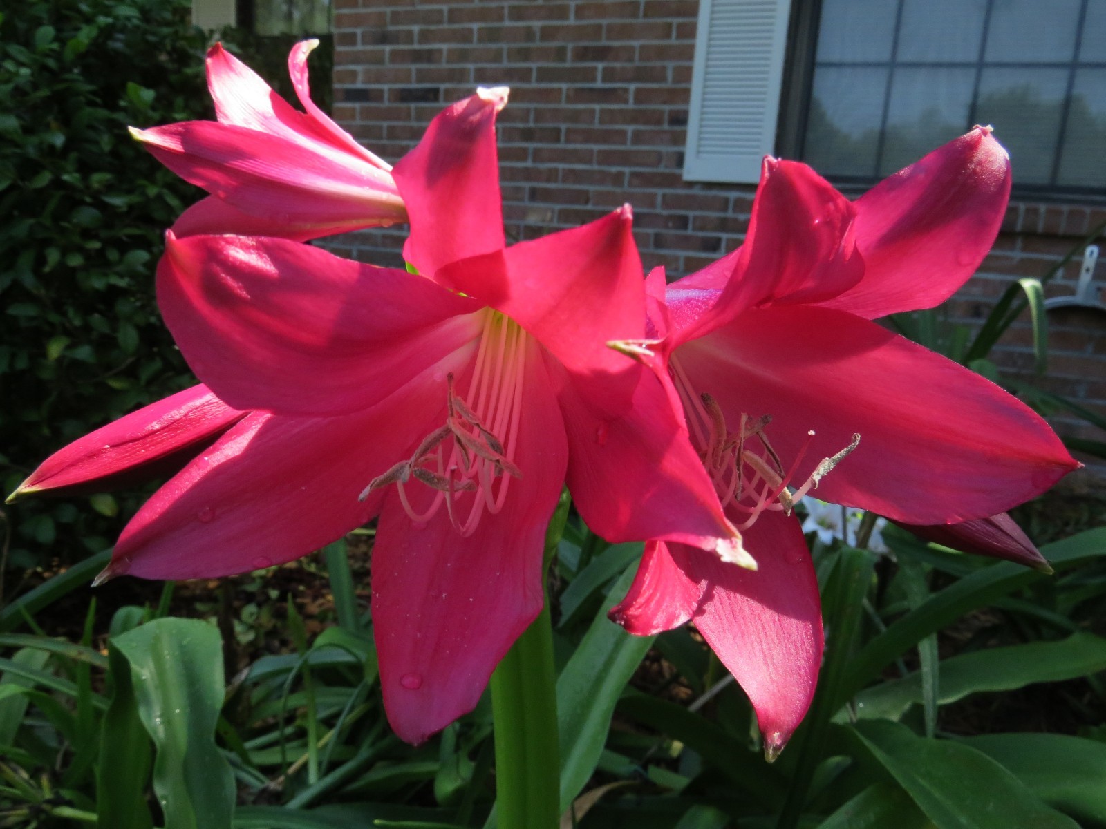 Crinum Lily, Burgundy, large, blooming–size bulb