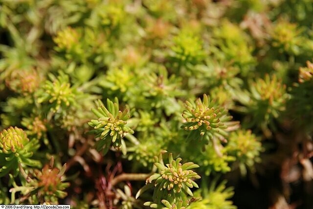 SEDUM ANGELINA 200 SEEDS, HARDY SEDUM, YELLOW FLOWERS IN SUMMER, EZ TO GROW.