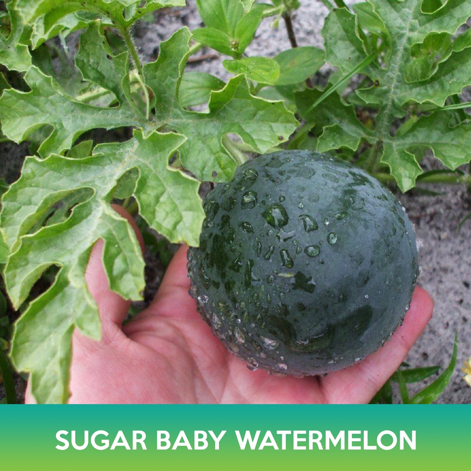 Sugar Baby Watermelon Seeds