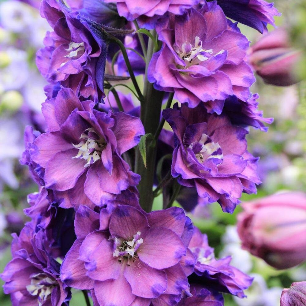 50 Fancy Delphinium Seeds Perennial Flower Seed Flowers Perennial US SELLER
