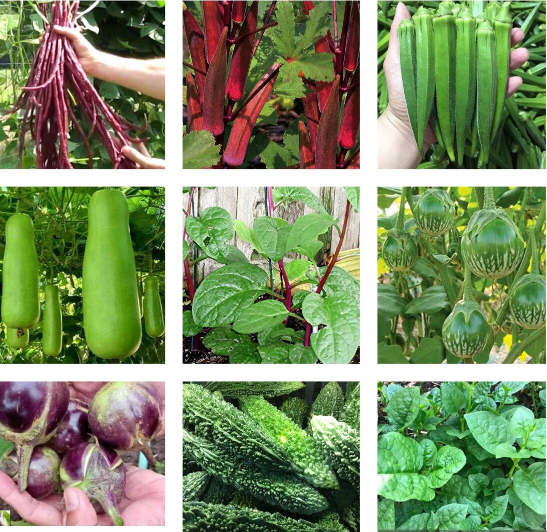 10 Packets Asian Vegetable Seeds for Planting. USA SELLER. NON GMO HEIRLOOM