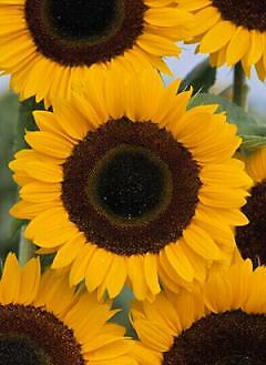 Helianthus (Sunflower) Tiffany 250 seeds