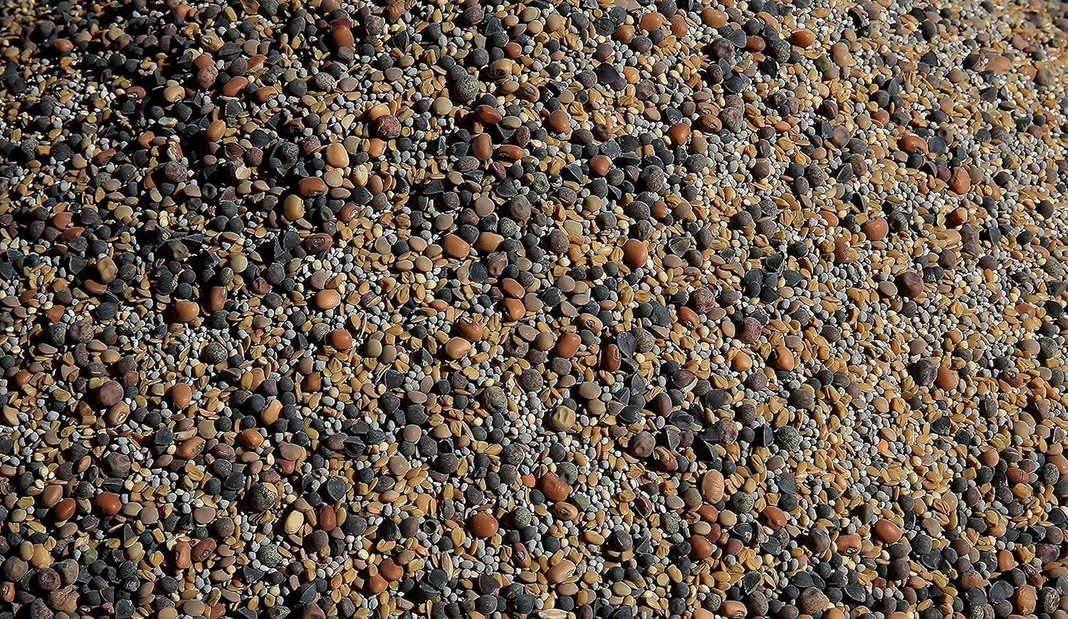 No-Till Cover Crop 13-Seed Mix ½-lb: [50% Clovers Plus Fenugreek, Vetch, Flax…