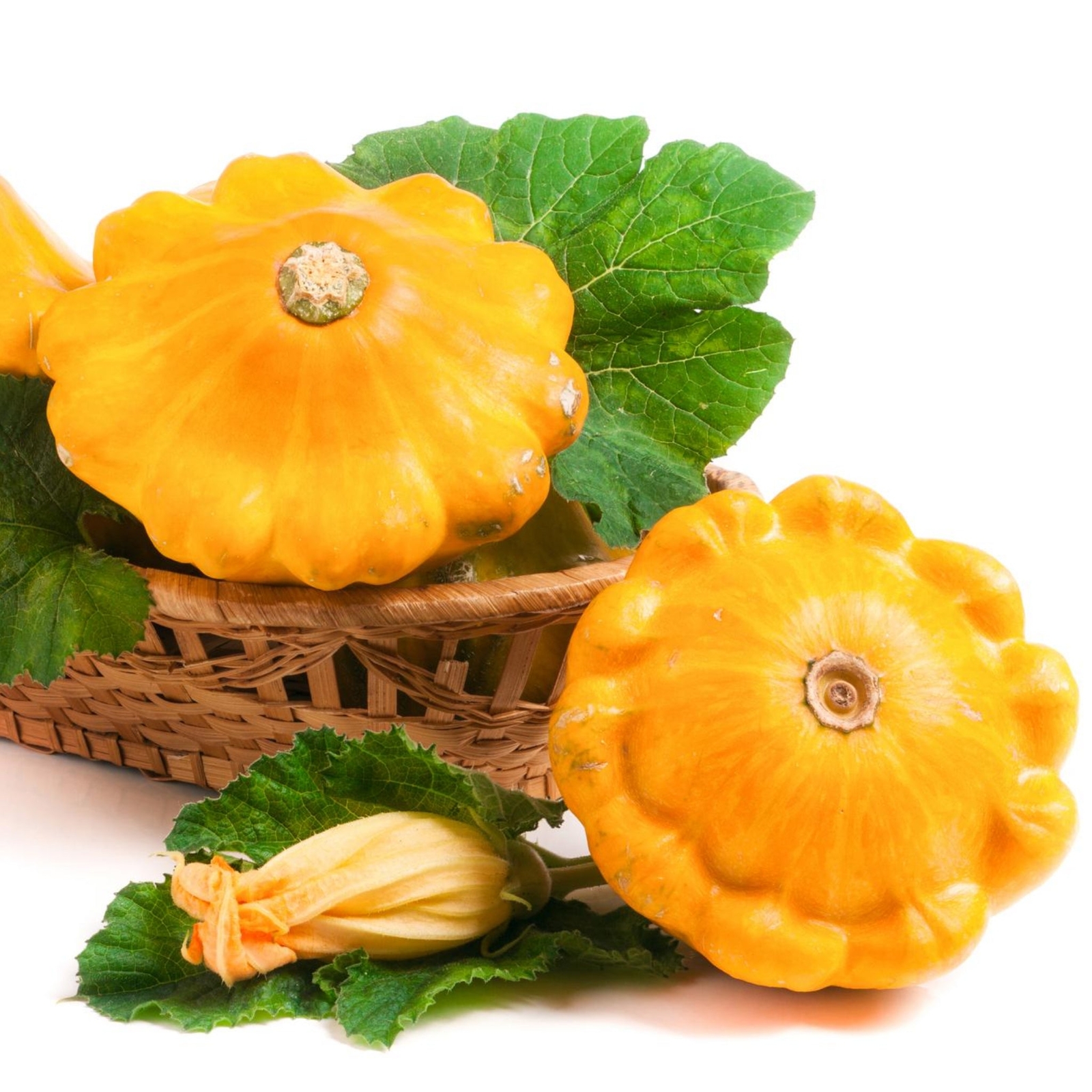 Yellow Scallop Squash – Seeds – Organic – Non Gmo – Heirloom Seeds
