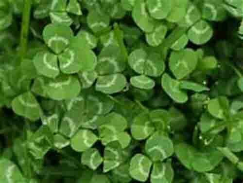 SCARBOROUGH SEEDS White Dutch Clover 1000 Seeds Lawns and Ground Cover
