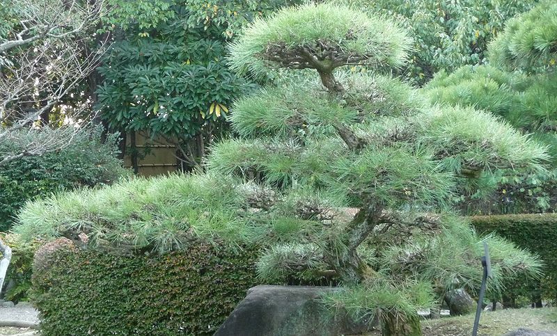 Japanese Black Pine, Pinus thunbergiana, Tree Seeds