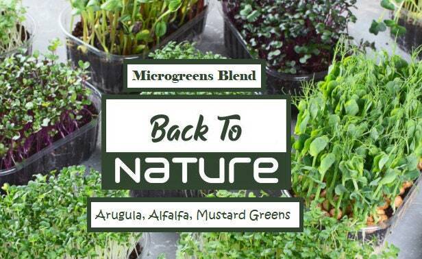 Arugula, Alfalfa & Mustard Greens Microgreen Seed Assortment – Seeds – Non Gmo
