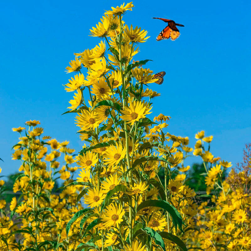 Maximilian Sunflower Seeds Helianthus Maximiliani (200 to 2000 SEEDS)