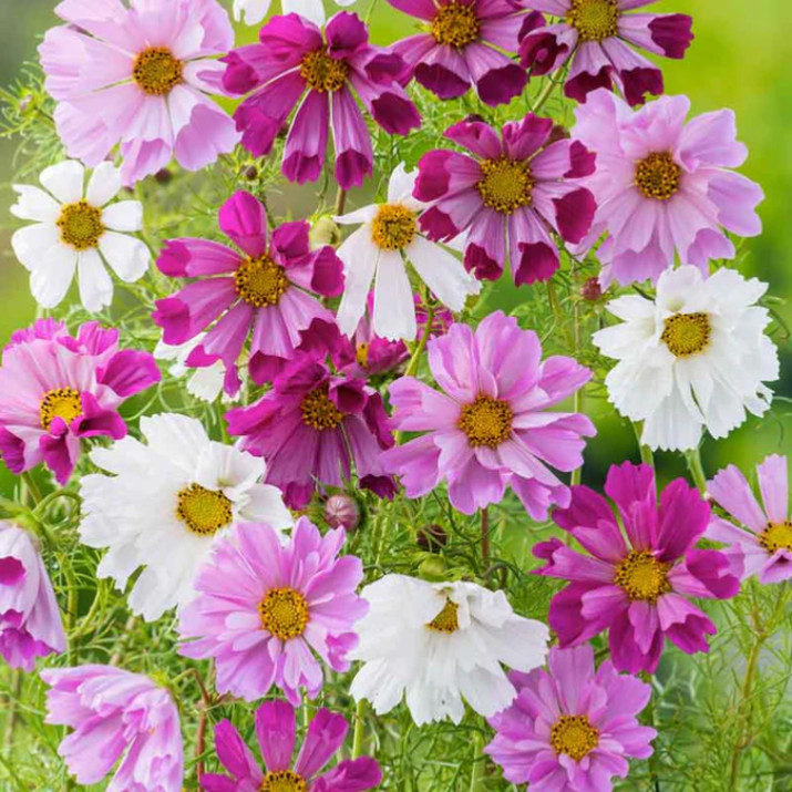 Cosmos Seashells Mix 50 seeds